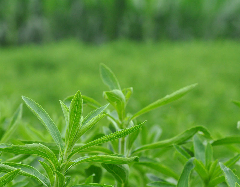 【長(zhǎng)城新媒體】曲周憑什么能“點(diǎn)草成金”？